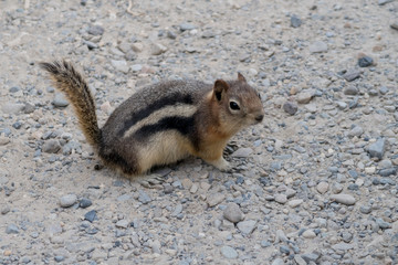 Northern Canada Squirrel