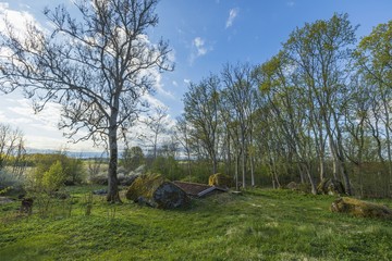 Gorgeous nature landscape view on spring day. Young green grass field and trees on blue sky with white clouds background. Scandinavian countryside. 
