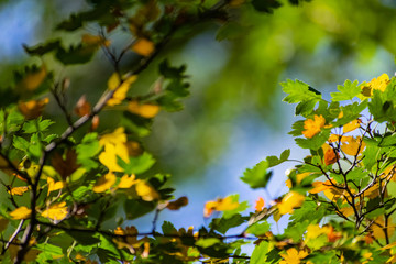 Beautiful combination of yellow and green leaves in autumn. Small petals of a young tree, illuminated by sunlight through and through. Beautiful natural background and texture