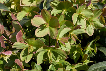 Helleborus orientalis