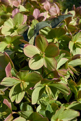 Helleborus orientalis