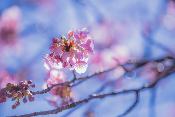 長野県　南信濃の河津桜