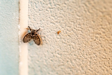 Mosquito with its face stained with white located on an ocher background in the wall of an urban garden near waterlogged 

 