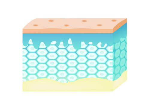 skin cell vector / green blue color