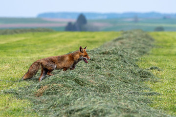 fox walking through cut grass in a meadow