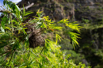 A bird's nest on a branch of a shrub