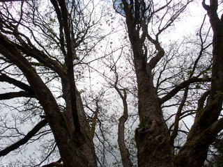 Fototapeta na wymiar branches of majestic maple tree in the spring