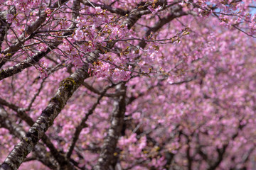 長野県　南信濃の河津桜