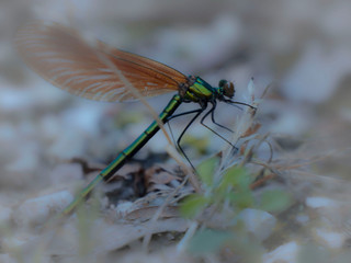 Libellule 2