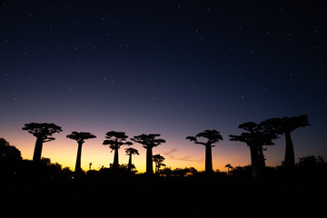 The baobab avenue at sunset with many stars in the sky