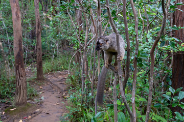 A brown maki lemur bounces on the trees © 25ehaag6
