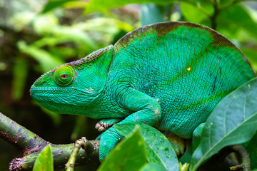 A green chameleon on a branch in close-up