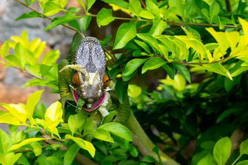 Colorful chameleon on a branch in a national park on the island of Madagascar