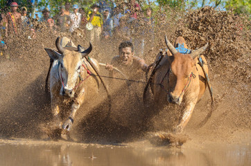 cow race