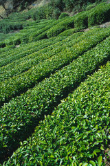 お茶畑