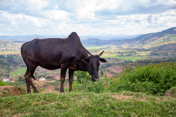 Zebu cattle in the pasture on the island of Madagascar