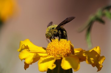 Macro of Honey Bee, Perfect For Wallpaper