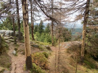 fresh green forest with trees