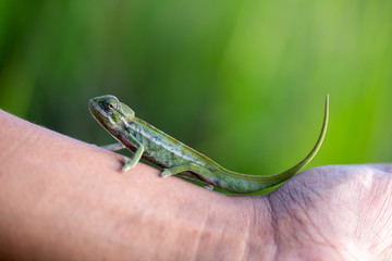 A small chameleon in the rainforest on the island of Madagascar