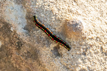 Insect diversity on the island of Madagascar