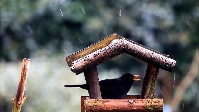 blackbird  turdus merula in a bird house
