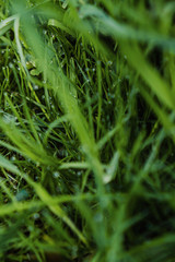 green grass with drops of morning dew