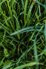 green grass with drops of morning dew