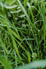 green grass with drops of morning dew