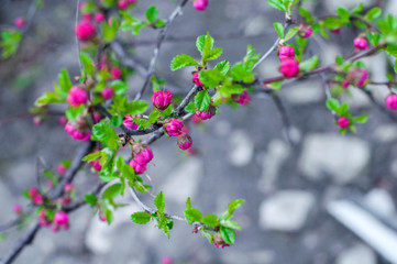 Cherry blossoms. Pink flowers and young green leaves on a branch.