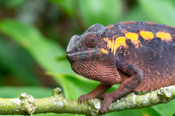 An earth-colored chameleon on a branch
