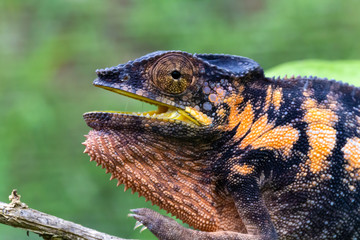 A chameleon in close-up in a national park on Madagascar