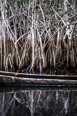 Mangrove with boat in lagoon near Princess Town, Ghana