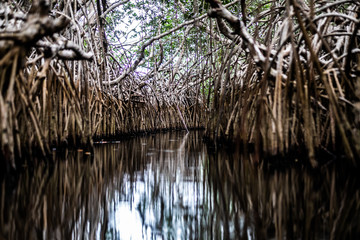 Mangrove in lagoon near Princess Town, Ghana