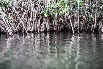 Mangrove in lagoon near Princess Town, Ghana