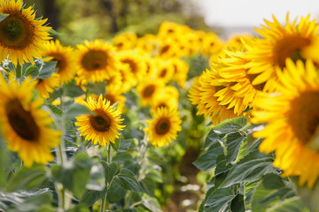 Sunflowers in the field and close up of sunflower.