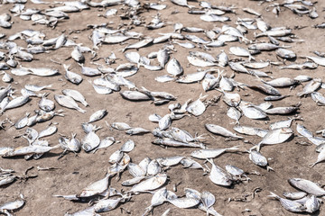 Dried small fish in Ghana village