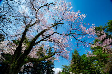 長野県飯田市　愛宕稲荷神社の桜　2020年撮影