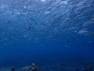 マレーシアの水面近くに群れるギンガメアジの大群