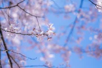 立府の桜