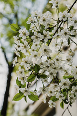 branch of blooming white cherry in the spring in the garden