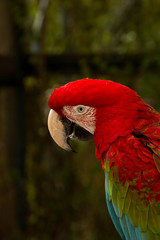 close up of a red macaw © Matthew