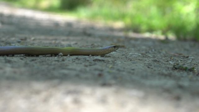 A blindworm on a hiking path in the forest