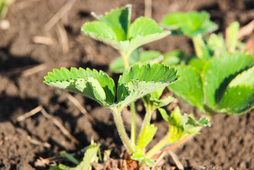 Bed of strawberries in the garden. Green strawberry leaves with dew drops, close up. Growing strawberries. New harvest of sweet fresh strawberry, growing on farm. Agriculture, gardening concept. 