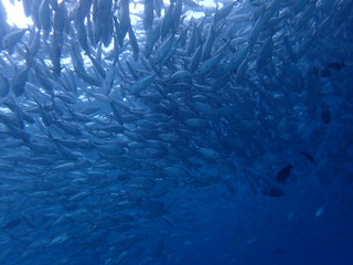 マレーシアの水面近くに群れるギンガメアジの大群