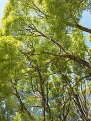 Crowns of old elm trees in spring