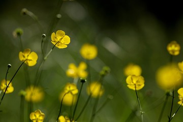 Fototapeta premium Bouton d'or