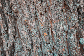 Closeup of an old beautiful linden bark in a city park, bark texture pattern.