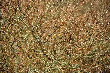 spring branches of a tree