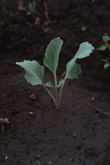 A young plant in the ground. Agriculture.
