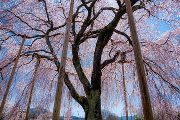 旧山本中学校杵原校舎の桜　杵原学校